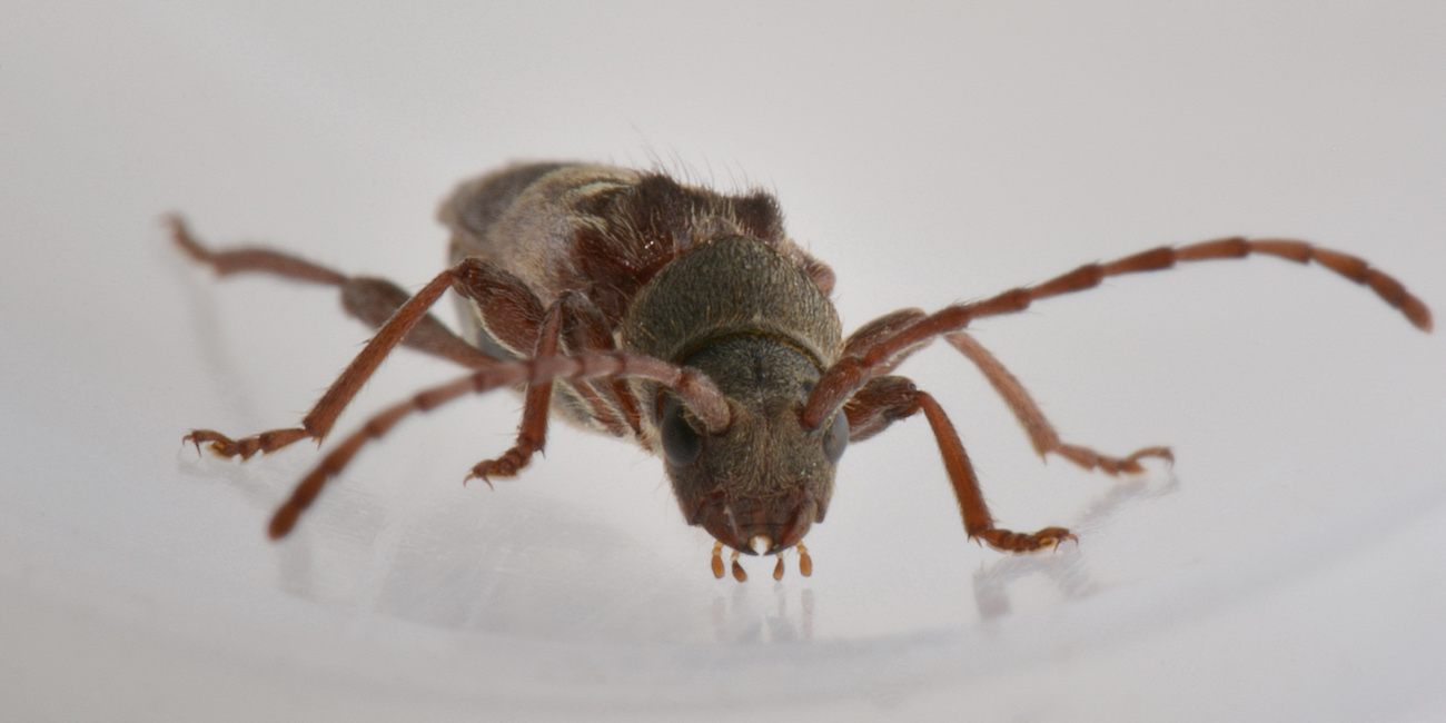 Cerambycidae:  Anaglyptus gibbosus?   S !